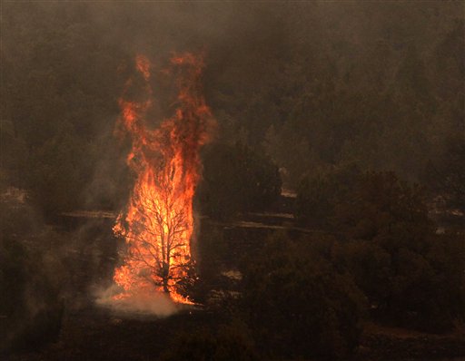 A tree burns during the Wallow fire in the Apache-Sitgreaves National Forest near Springerville, Ariz., Tuesday, June 7, 2011. Officials say the blaze has already burned 486 square miles and winds have been driving the flames 5 to 8 miles a day since the fire began a week ago. (AP Photo/Jae C. Hong) (AP)