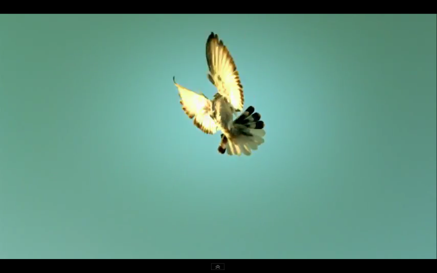 In Turkey, even the pigeons are good at parkour.