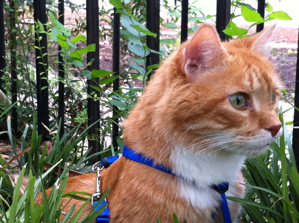 A photo of the author's cat.