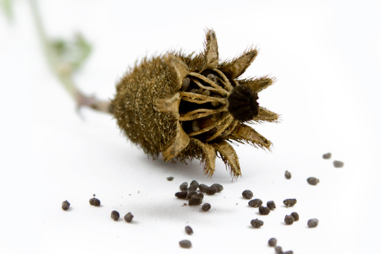 Specimen #16: Matilija Poppy (<em>Romneya coulteri</em>)