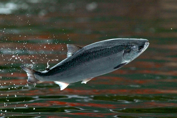 A salmon jumps for food pellets at a salmon farm in Chacabuco, Chile. (Reuters/Carlos Barria)