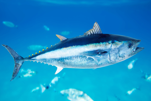 (<a href='http://www.shutterstock.com/gallery-304216p1.html'>holbox</a> via <a href='http://www.shutterstock.com/'>Shutterstock</a>)