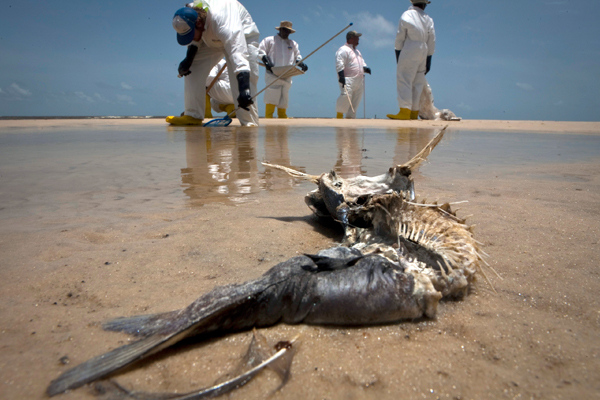 A decomposed fish lies in the water as workers pick up oil balls from the Deepwater Horizon oil spill in Waveland, Mississippi on July 7, 2010 (Reuters/Lee Celano)