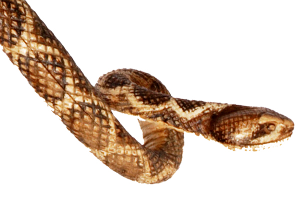 Detail of snake walking stick. Unknown Maker, Massasauga. Minnesota, mid-19th century. (Hill Collection)