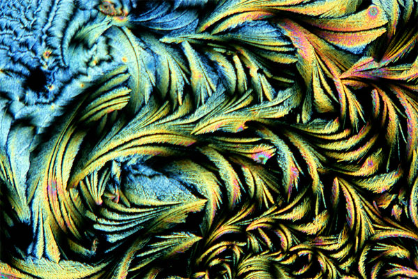 Spike Walker, "Quinidine Crystals," 2006. Polarised light micrograph. (Spike Walker, Wellcome Images, London)