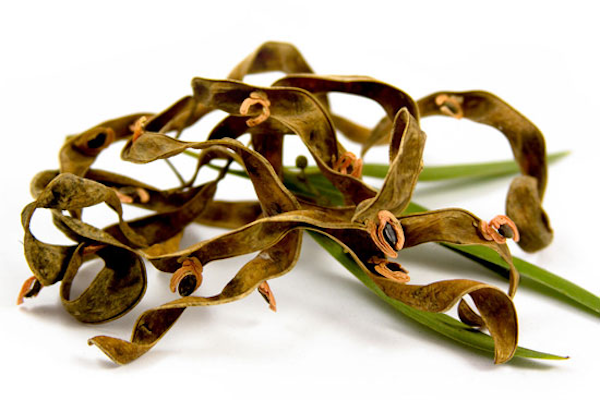 Specimen #19: Australian Blackwood (Acacia melanoxylon)