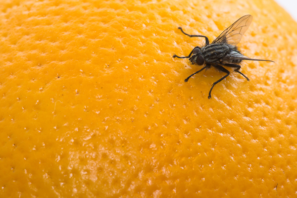 (<a href='http://www.shutterstock.com/gallery-2702p1.html'>Dhoxax</a> via <a href='http://www.shutterstock.com/'>Shutterstock</a>)