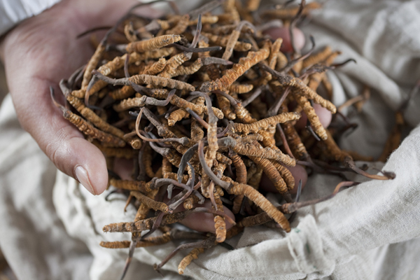 Yarsagumba aka "Himalayan Viagra" (Thomas Kelly)