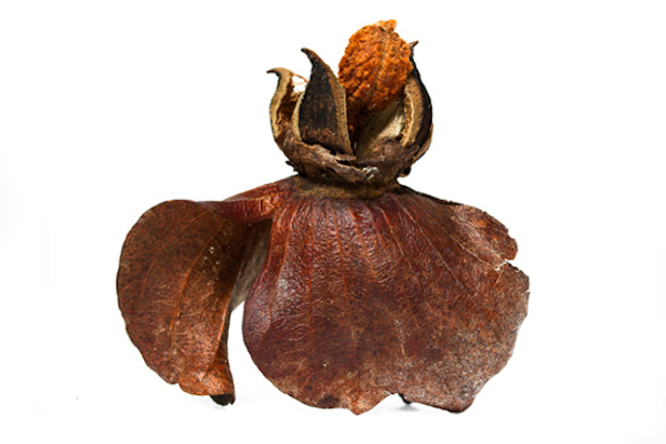 Specimen #21: Hawaiian Cotton Tree (Kokia drynarioides)