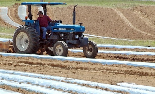 In a Thursday, May 10, 2012 photo, a farm worker prepares a tomato field near Oneonta, Ala. (AP Photo/Jay Reeves) (AP)