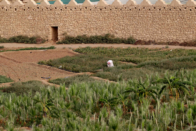 A Saudi farmer harvests his crop on a farm in Al-Diriyah, on the northwestern outskirts of Riyadh. (AP/Hassan Ammar)