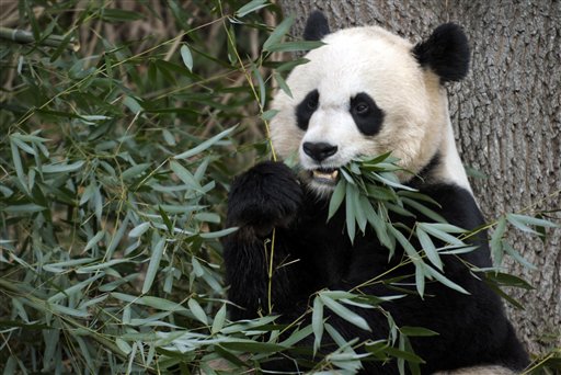 This Dec. 19, 2011 file photo shows Mei Xiang, the female giant panda at the Smithsonian's National Zoo in Washington. (AP/Susan Walsh/File)