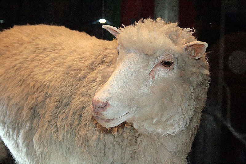 Dolly, the cloned sheep (Wikimedia/Hello! Dolly)
