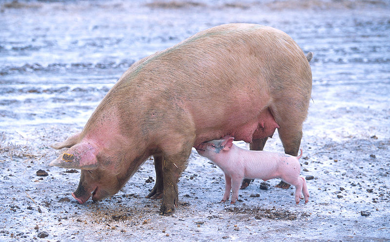 Flesh eating beasts (Wikimedia)