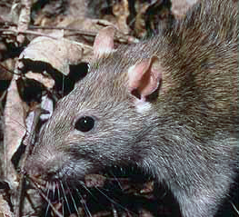 (Wikimedia)