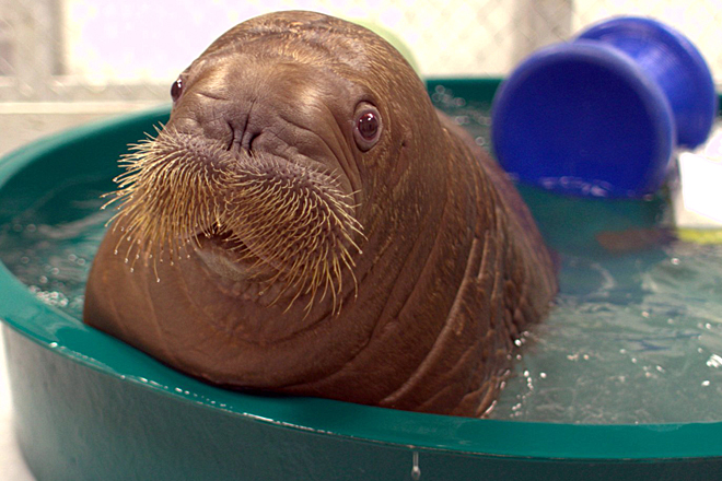 Orphaned walrus calf Mitik, who arrived at the New York Aquarium in October (AP)