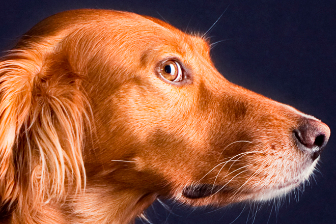 An Irish Setter (not Seamus). (<a href='http://www.shutterstock.com/gallery-267391p1.html'>Andrii Muzyka</a> via <a href='http://www.shutterstock.com/'>Shutterstock</a>)