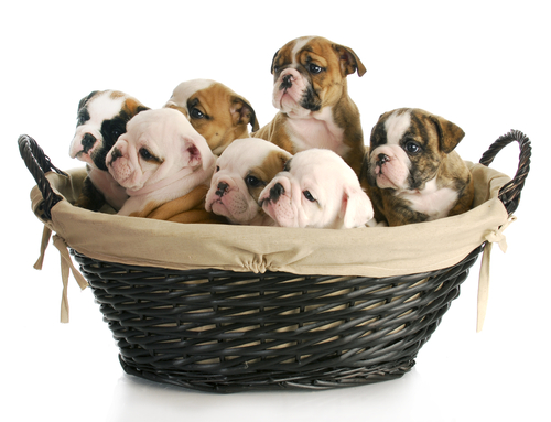 (Shutterstock/WilleeCole)