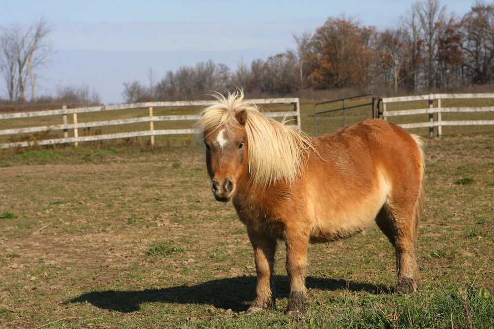 A miniature horse (not Tinker) (Ron Rowan Photography/Shutterstock)