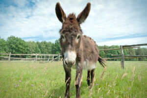 A legal defense of donkey sex - Salon.com