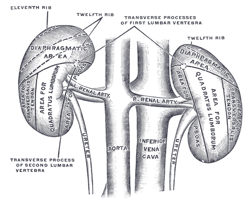 Kidneys (via Wikipedia)