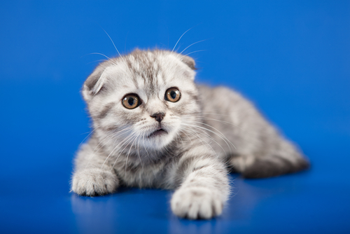(Shutterstock)