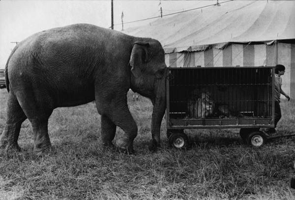 Jill Freedman, “Circus Days” (1971), vintage gelatin silver print (All images courtesy Higher Pictures)