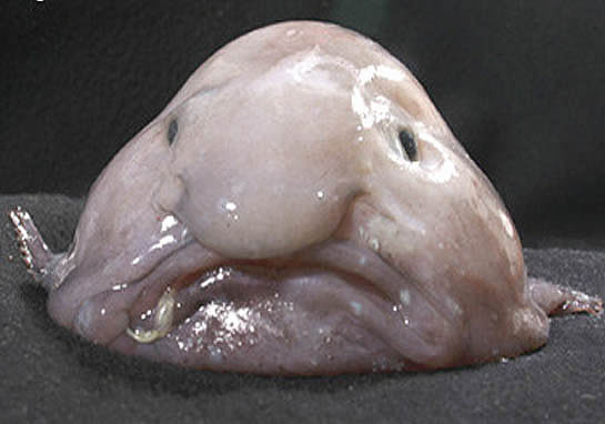 (WTF, Evolution?)