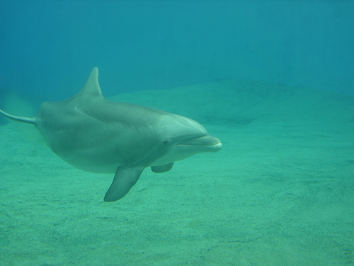 (Flickr via Tolomea)