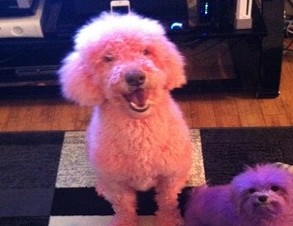 David Beltier's dogs (David Beltier)