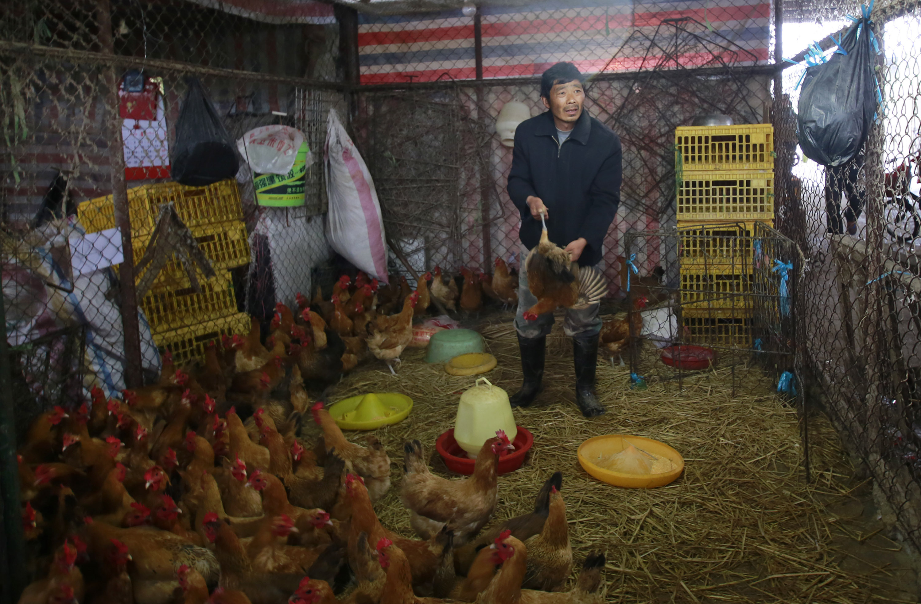 A worker catches a live chicken at a poultry market in Shanghai, China. (Associated Press)
