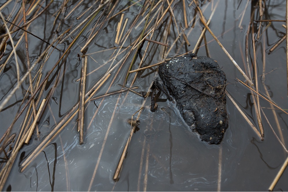 Oil in the marshes of Bay Jimmy, Louisiana. The area was particularly affected by the BP spill. (Julie Dermansky)