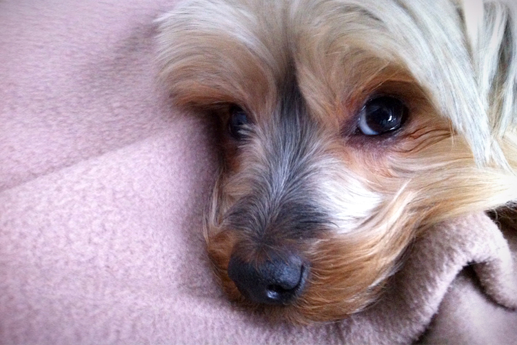 A photo of the author's dog, Stella