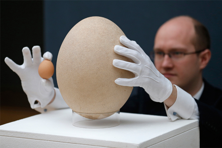 Christie's specialist James Hyslop holds a chicken egg next to a pre-17th century, sub-fossilised Elephant Bird egg in London March 27, 2013. (Reuters/Suzanne Plunkett)