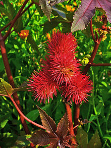 Castor oil plant (Wikipedia)