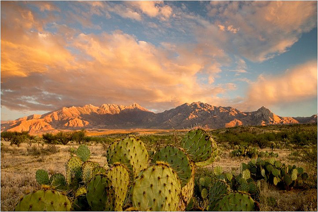 (Photo by Tom Vezo/Save the Scenic Santa Ritas via Earth Island Journal)