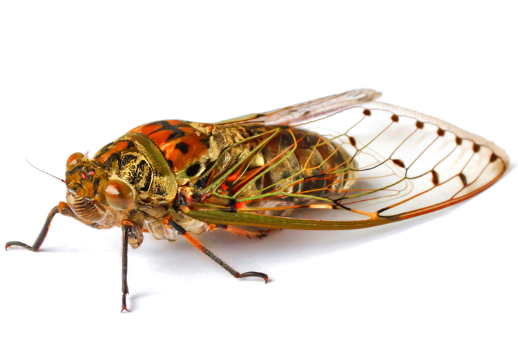 (<a href='http://www.shutterstock.com/gallery-821911p1.html'>Bejim</a> via <a href='http://www.shutterstock.com/'>Shutterstock</a>)
