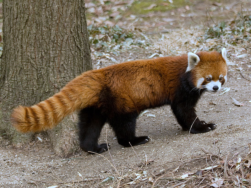 A red panda (Wikipedia)