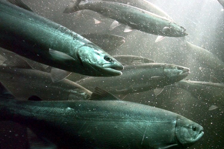 Sockeye salmon (AP/Barry Sweet)