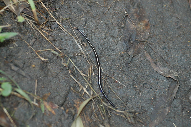Blue garden flatworm or Blue Planarian (Wikimedia/Jacopo Werther)
