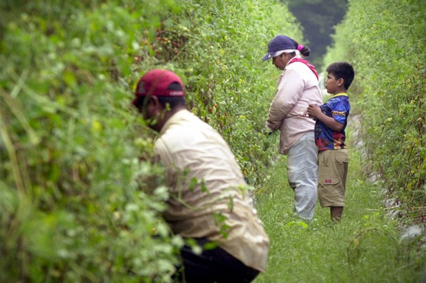A young boy watches his migrant worker motherwhile she picks grape tomatoes in Rocky Point, N.C. (AP/Jeffrey A. Camarati)