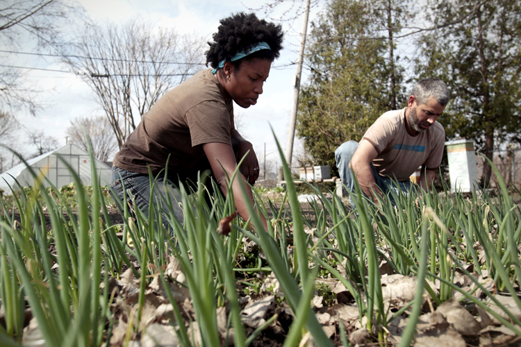 Urban farmers (Reuters/Rebecca Cook)