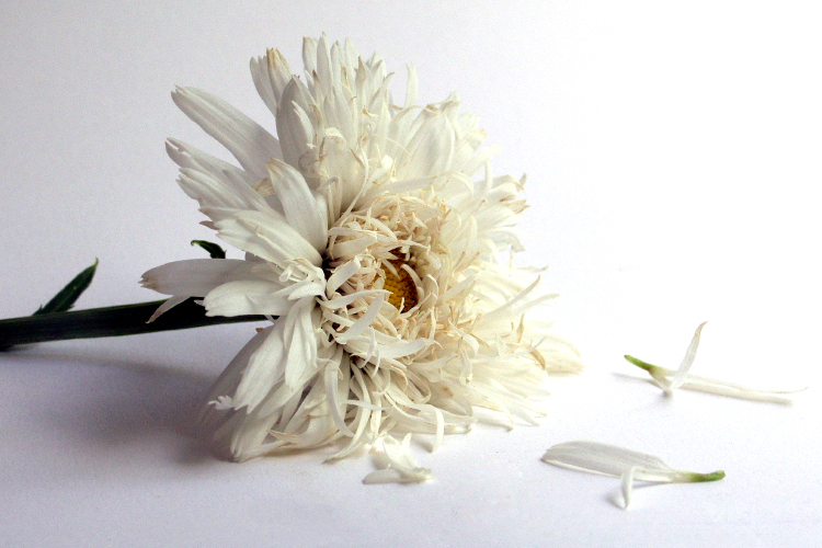 (<a href='http://www.istockphoto.com/user_view.php?id=107002'>diane39</a> via <a href='http://www.istockphoto.com/'>iStock</a>)