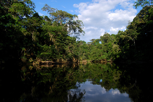 Oxbow lake, Yasuni (ggallice/Flickr)