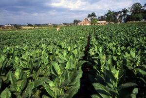 how is tobacco genetically modified plants are viable as raw material for producing biofuels  IL BIOECONOMISTA Genetically modified tobacco plants to