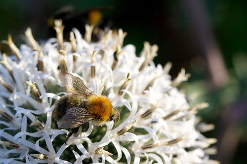 (OAndrews/Flickr)