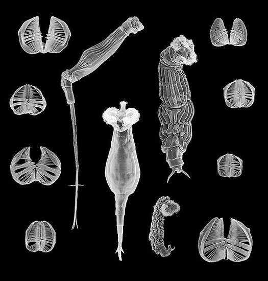 Bdelloid Rotifers, all-female animals that live in ponds, have reproduced without sex for millions of years. (Diego Fontaneto via Wikipedia)