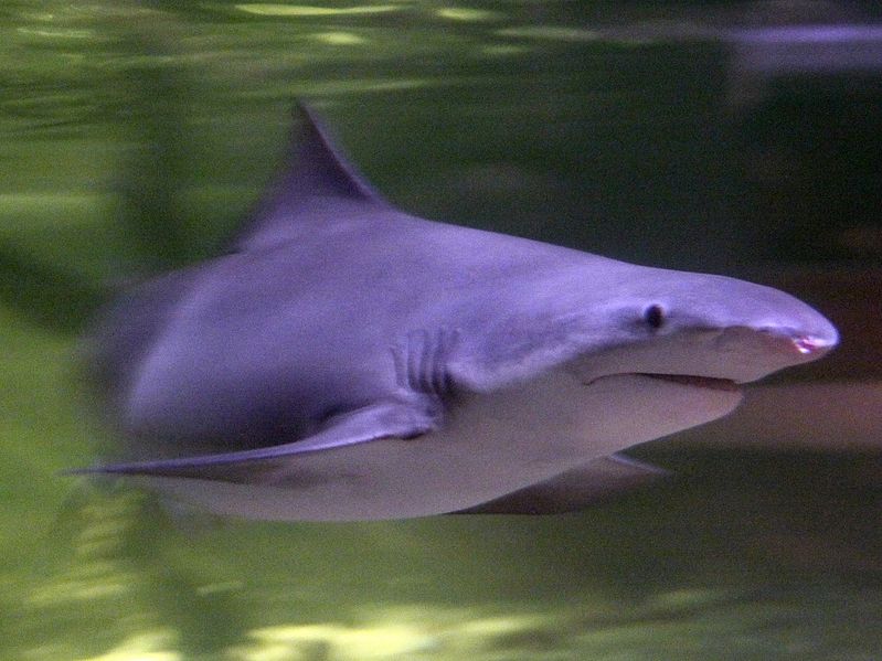 (Wikimedia)