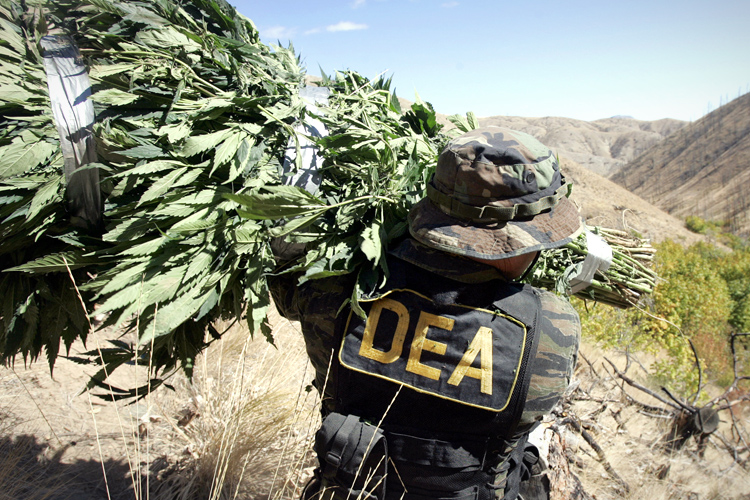 A DEA agent carries a bundle of marijuana. (AP/Elaine Thompson)