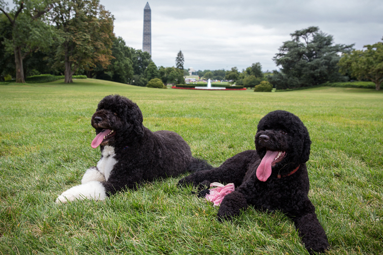 Bo and Sunny, the Obama family dogs (AP/Pete Souza)